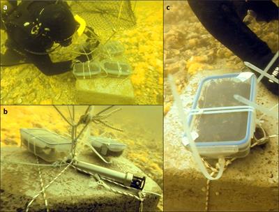 Desalination effects on macroalgae (part b): Transplantation experiments at brine-impacted sites with Dictyota spp. from the Pacific Ocean and Mediterranean Sea